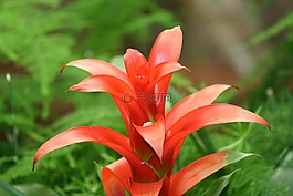 花,性質(zhì),紅色
