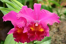 花,性質,粉紅色
