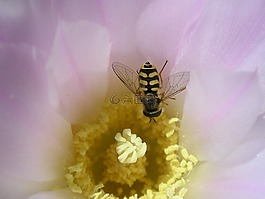 仙人掌,花,蜜蜂