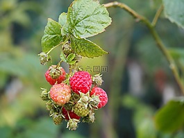 樹(shù)莓,水果,生物