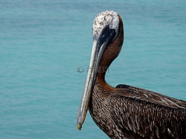 動物,鵜鶘,高峰