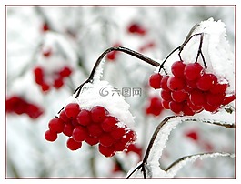 漿果,漿果紅,樹上的果子