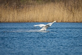天鵝,登陸,鴨鳥