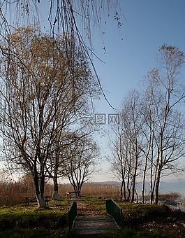 性質(zhì),樹,景觀