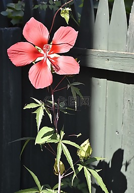 花,自然,粉紅色