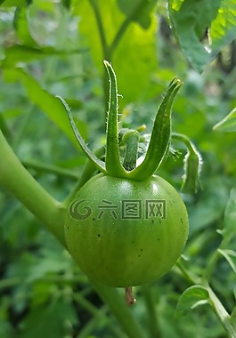 番茄,綠色番茄,花園