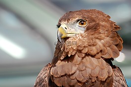 鷹,猛禽,捕食鳥