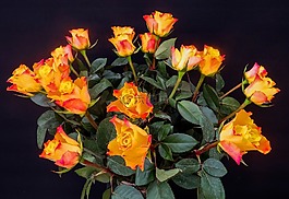 束玫瑰花,玫瑰,束玫瑰
