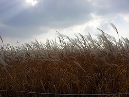 天空公园,银草,风