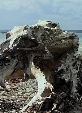 树,withers,波罗的海