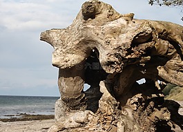 树,withers,波罗的海