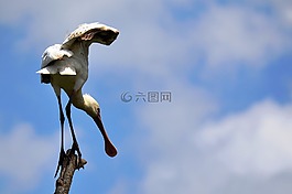 琵鷺,條例草案,鳥