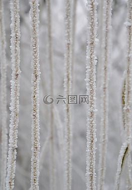 審美,霜,垂柳特寫