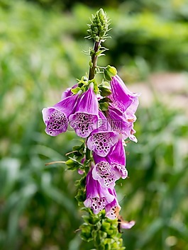 夏天,花,花園