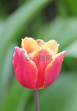 郁金香,花卉,黃色