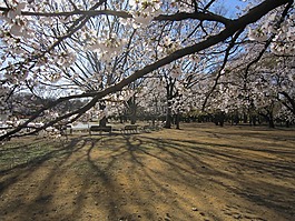 花,日出,櫻花
