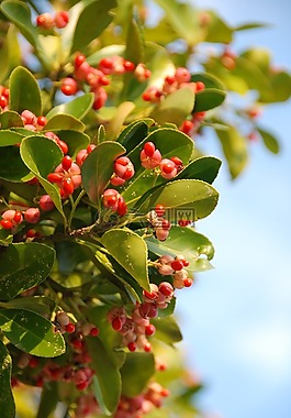 主軸,花,紅色