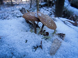 蘑菇,冰,雪