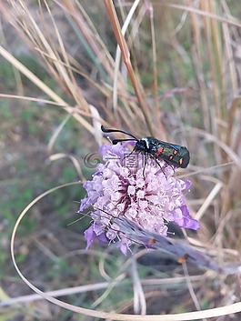 花,性質(zhì),鮮花