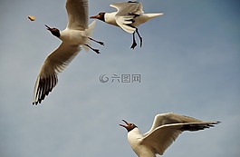 海鸥,苍蝇,天堂