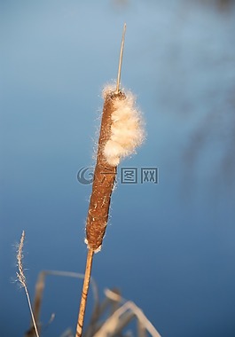 蘆葦,里德,干