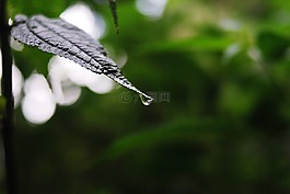 性質(zhì),戶外活動(dòng),葉