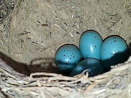 雞蛋,鳥,護(hù)理