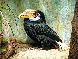 大嘴鳥,動物園,鳥