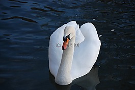 天鵝,鳥,水