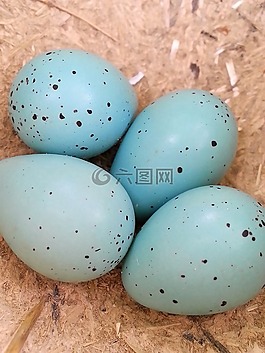 雞蛋,鳥,護(hù)理