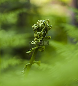 蕨類,豆芽,年輕
