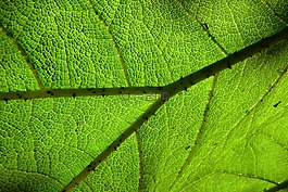 植物學(xué),葉子,綠色