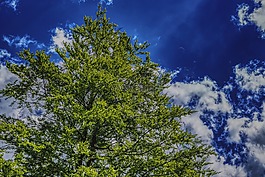 樹,天空,云