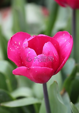 郁金香,粉紅色,花瓣