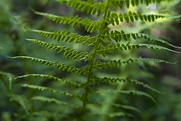 蕨类,ferns,绿色