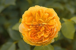 大麗花,黃色,盛開(kāi)
