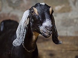 山羊,農場,動物