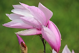 紅色,玉蘭,開花