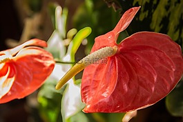 鮮花,羅莎,性質(zhì)