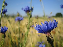 鮮花,矢車菊,藍(lán)色