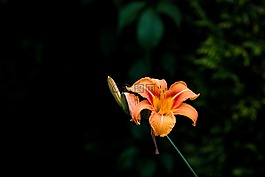 百合,開(kāi)花,橙