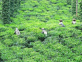 茶,茶園,人工林