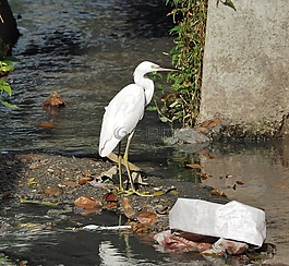 水,鳥(niǎo),自然