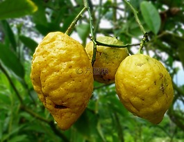 檸檬,黃色,殼