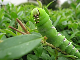 宏,卡特彼勒,頭