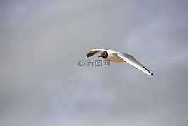 黑鷗在飛行,鳥飛行,海鷗