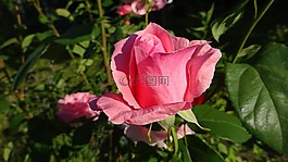 玫瑰,粉紅色,粉紅色的玫瑰