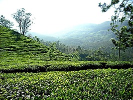 茶園,茶,人工林
