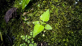 葉,植物,性質(zhì)