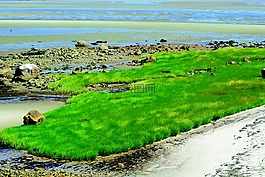 草,風(fēng),灣